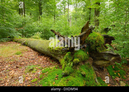 Vieux tronc d'arbre tombé moussus en forêt de hêtres (Fagus sylvatica), Spessart, Bavaria, Germany Banque D'Images