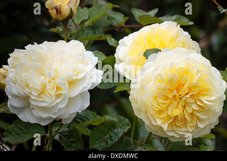 Rosier anglais arbustif, Rosa 'Graham Thomas' Banque D'Images