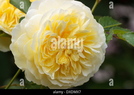 Rosier anglais arbustif, Rosa 'Graham Thomas' Banque D'Images