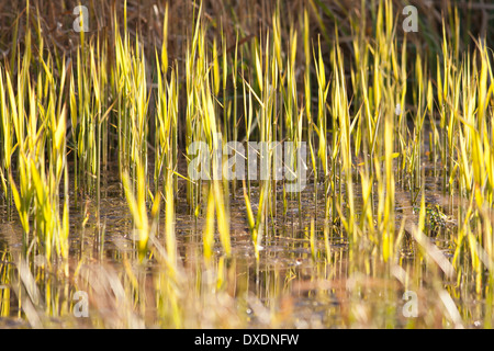 Close up de reed bed Banque D'Images