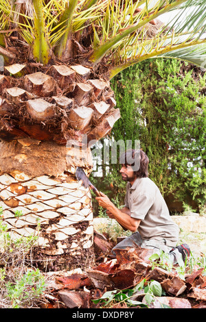 Man peeling palm tree with blade, Majorque, Espagne Banque D'Images