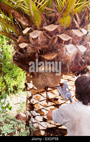 Homme de peeling palm tree with blade, Majorque, Espagne Banque D'Images