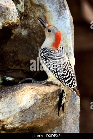 Pic à ventre rouge (Melanerpes carolinus) accroché à un rocher, montrant une couronne rouge vif, un ventre pâle et un dos barré noir et blanc dans une lueur naturelle Banque D'Images