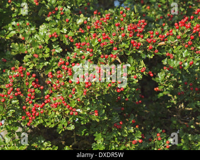 Une récolte abondante de petits fruits rouge brillant de l'aubépine (Crataegus monogyna) au début de l'automne avec les feuilles vertes à forte densité Banque D'Images