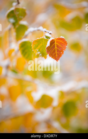La couleur en automne et la première neige sur le dôme colline au-dessus de la ville de Dawson, Territoire du Yukon, Canada Banque D'Images