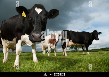 Friesian Holstein dairy le pâturage du bétail dans les champs. , Cumbria (Royaume-Uni) Banque D'Images