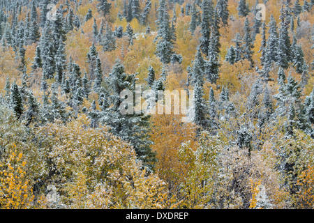 La couleur en automne et la première neige sur le dôme colline au-dessus de la ville de Dawson, Territoire du Yukon, Canada Banque D'Images