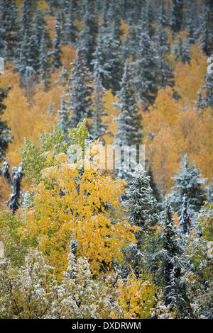 La couleur en automne et la première neige sur le dôme colline au-dessus de la ville de Dawson, Territoire du Yukon, Canada Banque D'Images