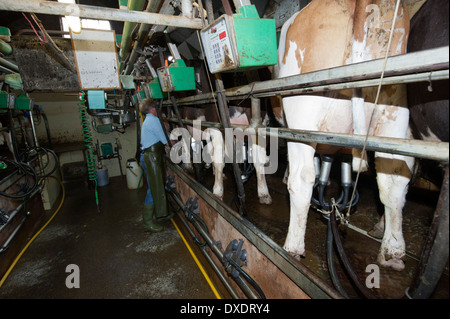 Dairyman vaches laitières dans le salon. La région de Cumbria. Banque D'Images