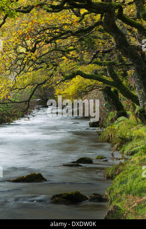 Badgworthy l'eau, Doone Valley en automne, Parc National d'Exmoor, Somerset, England, UK Banque D'Images