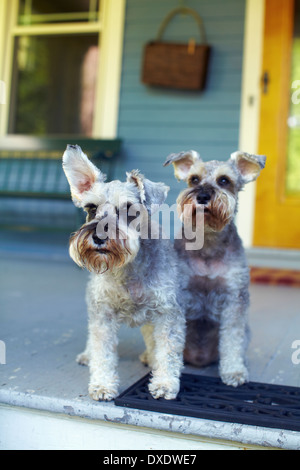 Deux schnauzers sitting on porch, New York City, New York State, USA Banque D'Images