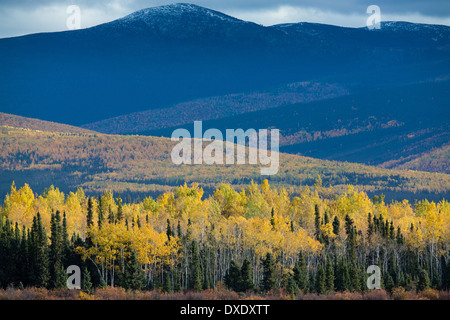 Doublure de couleur d'automne l'autoroute Klondike près de Moose Creek, au Yukon, Canada Banque D'Images