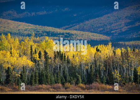 Doublure de couleur d'automne l'autoroute Klondike près de Moose Creek, au Yukon, Canada Banque D'Images