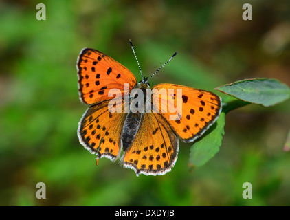 Fiery moindre Cuivre, Lycaena thersamon Banque D'Images