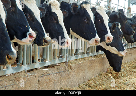 Vaches dans un abri de vache d'une ferme laitière Banque D'Images