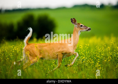 'White-tailed Prance' dans les contreforts ouest de Cochrane, Alberta Banque D'Images