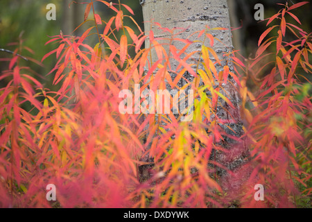 Couleurs d'automne dans le parc national Kluane, Yukon, Canada Banque D'Images