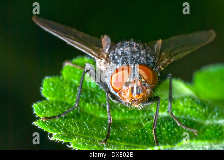 Fly, yeux composés Banque D'Images