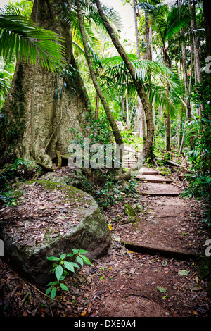 Chemin à travers la forêt ancienne le long de la piste de Mount Warning en Nouvelle Galles du Sud, Australie Banque D'Images