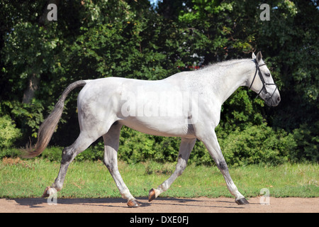 Portrait d'un gris pur adultes cheval espagnol, andalou Banque D'Images