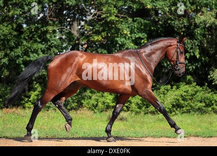 Cheval hongre Holsteiner, bay, fuir le rider Banque D'Images