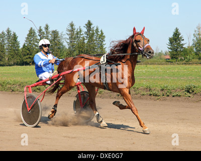 Courses de chevaux trotter faisceau tenue de l'événement Banque D'Images