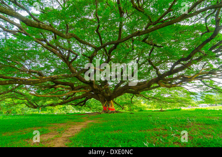 Vieil arbre puissant avec des lames de ressort vert Banque D'Images