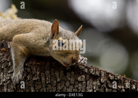 Prendre l'écureuil un soleil sur un trie après le déjeuner Banque D'Images