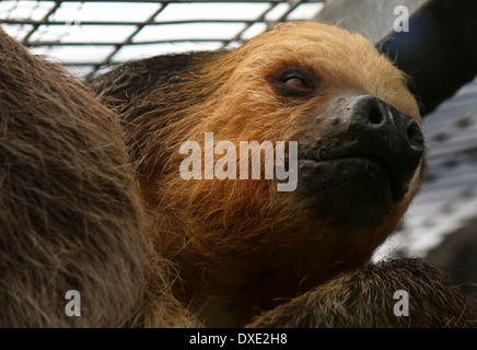 Hoffmann's deux-toed sloth (Choloepus hoffmanni) gros plan de la tête, des animaux en captivité au Zoo Loro Parque, Tenerife, Espagne Banque D'Images