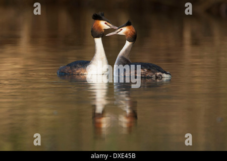 Parade nuptiale du grèbe huppé paire avec les réflexions des oiseaux sur l'eau couleur d'or. Banque D'Images