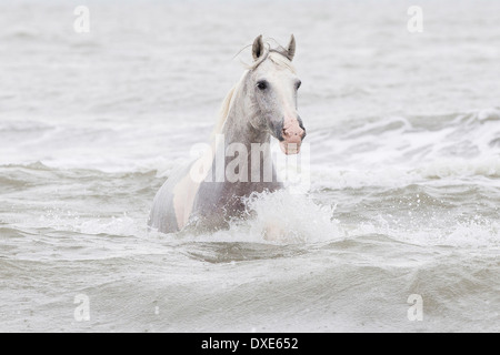 Cheval Espagnol pur, andalou. Adultes gris dans la mer, Roumanie Banque D'Images