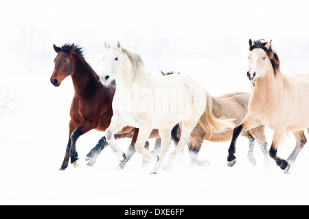 Poney Connemara. Le galop troupeau dans la neige. Allemagne Banque D'Images