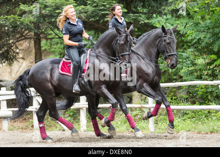 Cheval Murgese. Deux coureurs sur étalons noirs montrant un pas de deux. Italie Banque D'Images