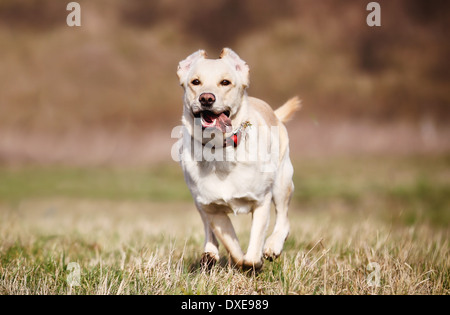 Beau chien de race pure exécutant directement vers l'appareil photo. Banque D'Images