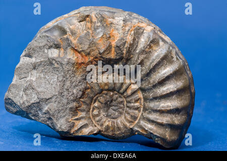 Un beau spécimen d'un fossile ammonite. Banque D'Images