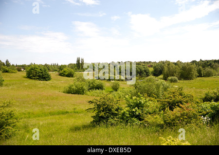 Paysage avec des arbres et arbustes Banque D'Images