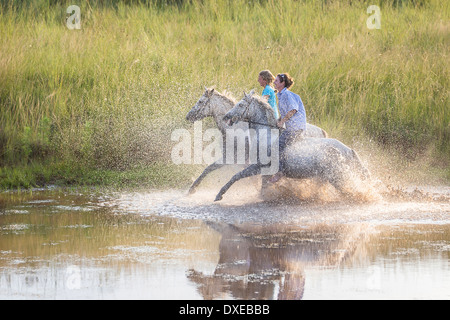 Ootmarsum poney. Deux coureurs sur juments gris galopant à travers l'eau. L'Afrique du Sud Banque D'Images