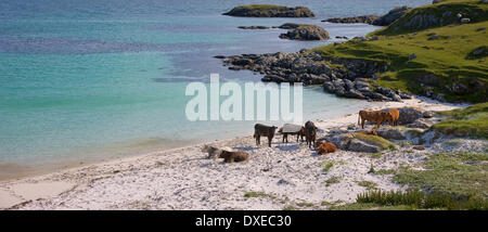 Bovins sur rive sablonneuse, Vatersay, Outer Hebrides Banque D'Images