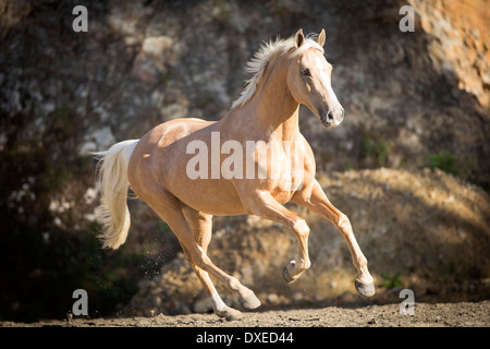 Quarab. Palomino galoper sur une plage. Nouvelle Zélande Banque D'Images