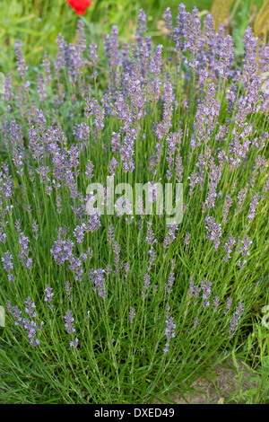 La lavande, la société Lavendel, Lavandula angustifolia Lavande vraie Banque D'Images