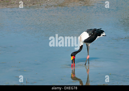 Une selle-billed stork se nourrissant dans l'eau avec une belle réflexion, dans le Parc National Kruger, Afrique du Sud Banque D'Images