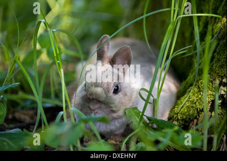 Lapin Nain Néerlandais (sable) dans l'herbe Banque D'Images