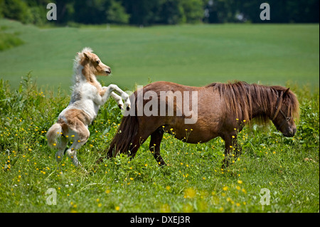 Poney Shetland. Poulain (4 semaines), invitant sa mère à jouer de pâturage Banque D'Images