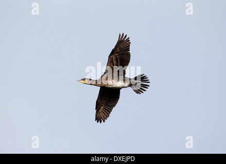 Grand cormoran Phalacrocorax carbo, seul oiseau en vol, Worcestershire, Février 2014 Banque D'Images