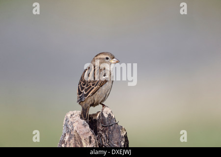 Moineau domestique Passer domesticus, seule femelle sur souche, Dumfries, Ecosse, février 2014 Banque D'Images