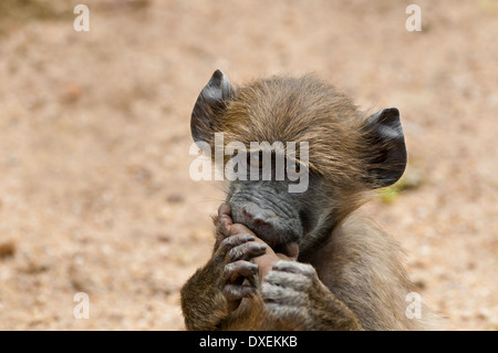 Un drôle de bébé babouin Chacma avec son pied dans sa bouche, la mastiquer, ce qui rend le contact avec les yeux. Banque D'Images