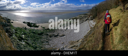 Walker sur sentier du littoral, nr Arnside, à White Creek, la baie de Morecambe, Lancashire, FR, UK, Europe Banque D'Images