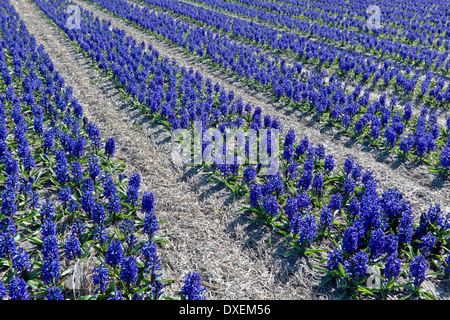 Champs de tulipes au printemps : grand angle de visualisation des jacinthes bleues, Noordwijk, Hollande méridionale, Pays-Bas. Banque D'Images