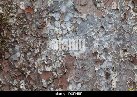 Détail de tronc d'arbre sur Kauri Kauri Park Trail 309, péninsule de Coromandel, île du Nord, Nouvelle-Zélande Banque D'Images