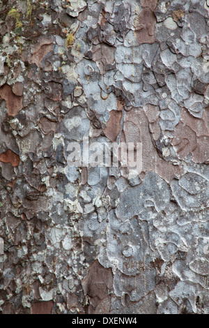 Détail de tronc d'arbre sur Kauri Kauri Park Trail 309, péninsule de Coromandel, île du Nord, Nouvelle-Zélande Banque D'Images